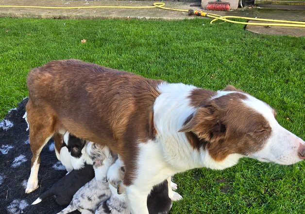 Beautiful Border Collie Pups Blue Merle Red Merle Black & White For Sale in York, North Yorkshire - Image 2