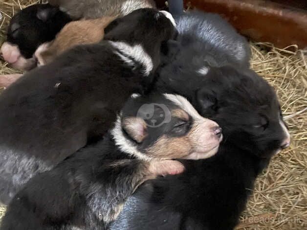 Beautiful Border Collie Pups - Farm Fresh for sale in Launceston, Cornwall