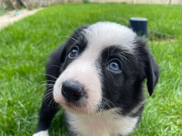 Beautiful border collie pups for sale in Barming, Kent