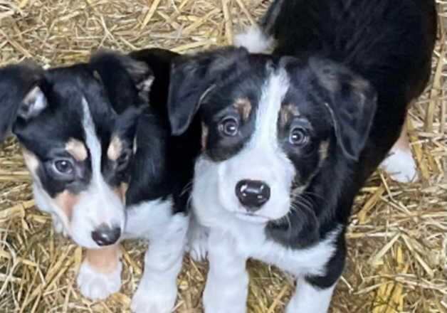 Beautiful border collie pups for sale in Hope, Shropshire