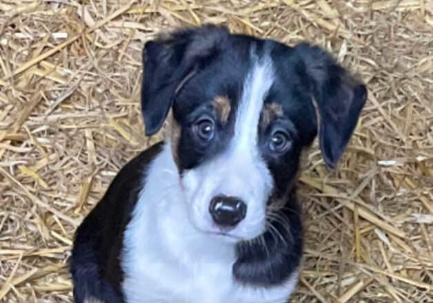 Beautiful border collie pups for sale in Hope, Shropshire - Image 2