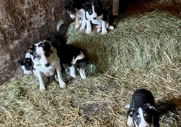 Beautiful border collie pups for sale in Hope, Shropshire - Image 3