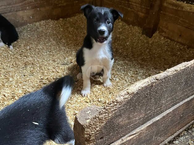 Beautiful border collie pups for sale in Northallerton, North Yorkshire