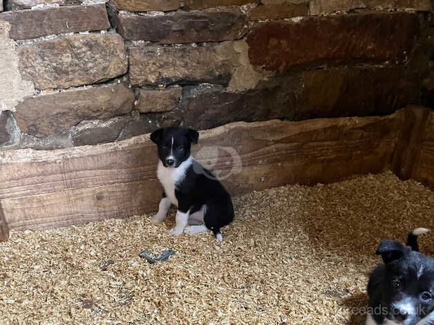 Beautiful border collie pups for sale in Northallerton, North Yorkshire - Image 2