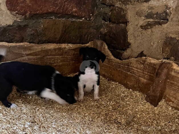 Beautiful border collie pups for sale in Northallerton, North Yorkshire - Image 3