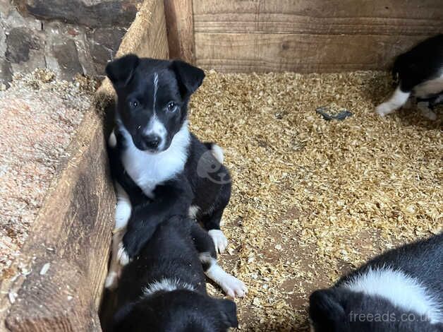 Beautiful border collie pups for sale in Northallerton, North Yorkshire - Image 4