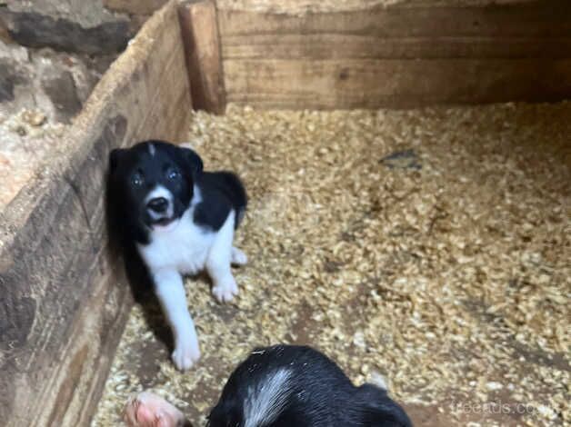 Beautiful border collie pups for sale in Northallerton, North Yorkshire - Image 5