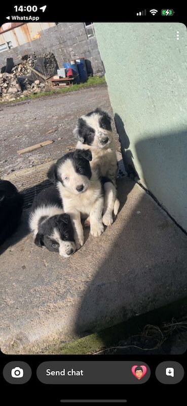 Beautiful border collie's for sale in Llanelli, Dyfed