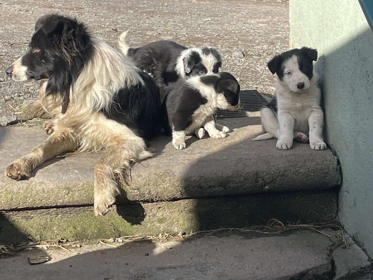 Beautiful border collie's for sale in Llanelli, Dyfed - Image 2