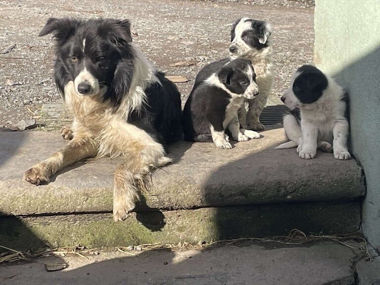 Beautiful border collie's for sale in Llanelli, Dyfed - Image 3