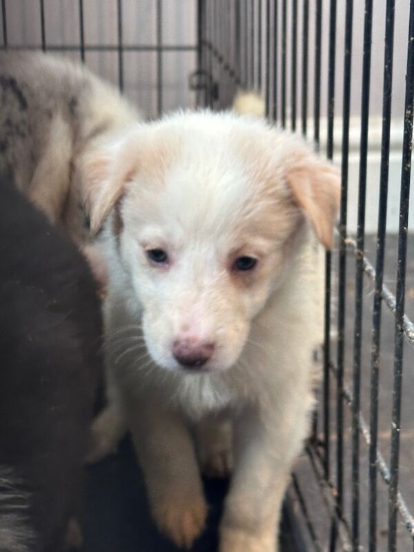 Beautiful Border collies for sale in Carmarthenshire