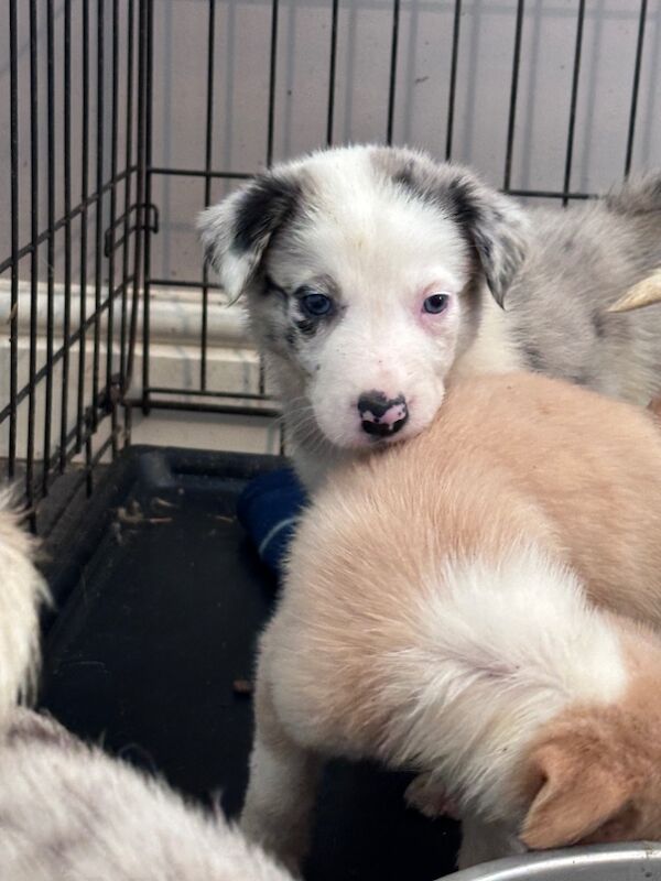 Beautiful Border collies for sale in Carmarthenshire