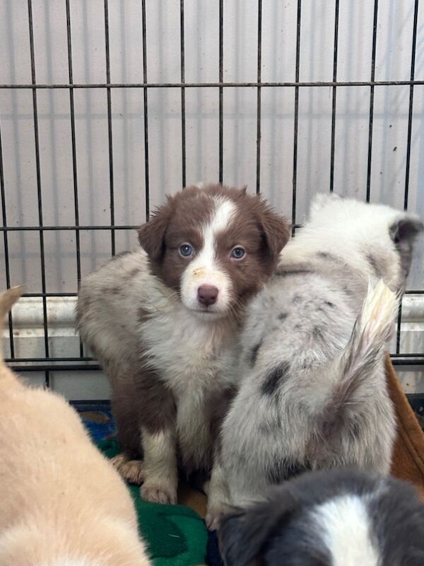 Beautiful Border collies for sale in Carmarthenshire - Image 2