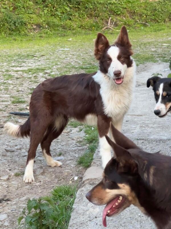 Beautiful Border collies for sale in Carmarthenshire - Image 6