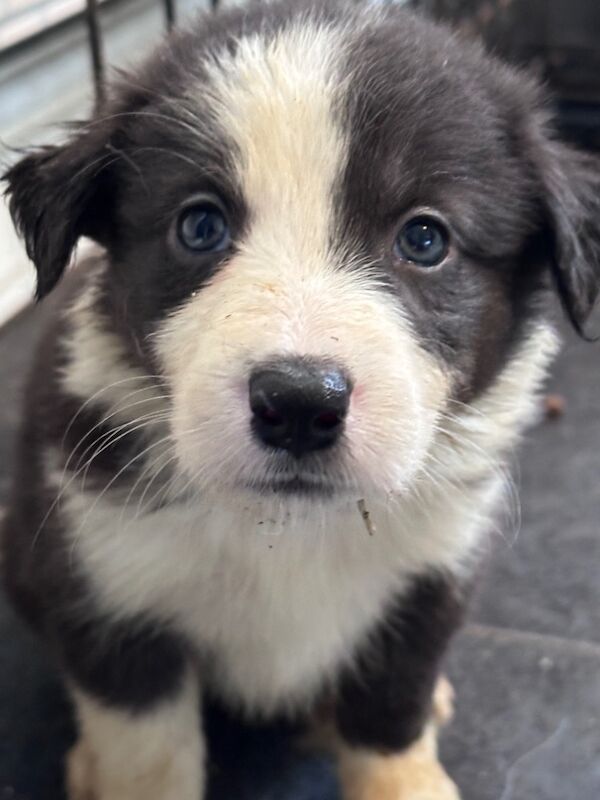 Beautiful Border collies for sale in Carmarthenshire - Image 7