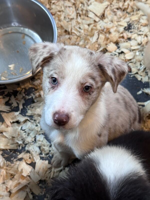 Beautiful Border collies for sale in Carmarthenshire