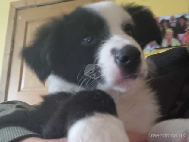 Beautiful border collies for sale in Linlithgow, West Lothian