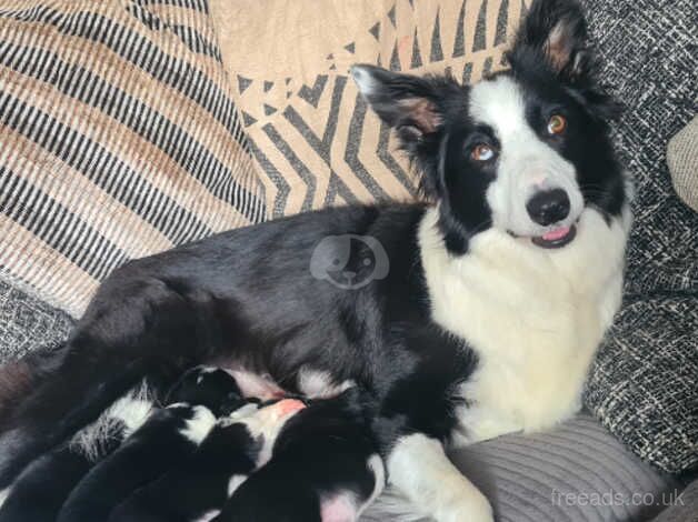 Beautiful chunky border collie pups!! for sale in Belper, Derbyshire