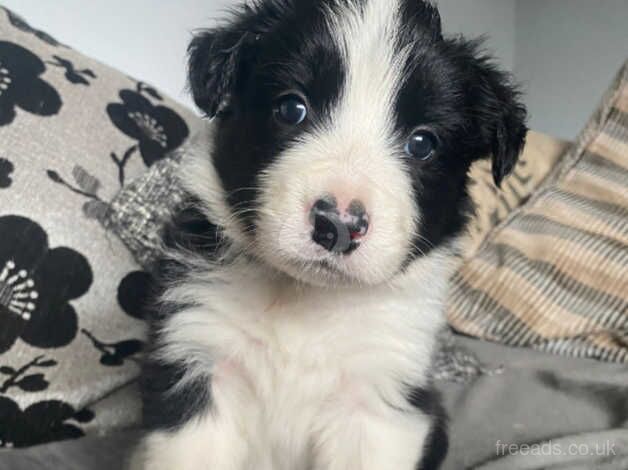 Beautiful chunky border collie pups!! for sale in Belper, Derbyshire - Image 3