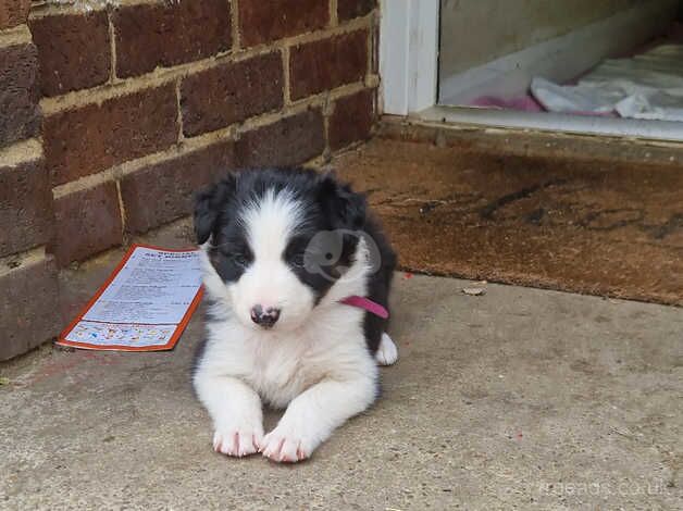 Beautiful chunky border collie pups!! for sale in Belper, Derbyshire - Image 4