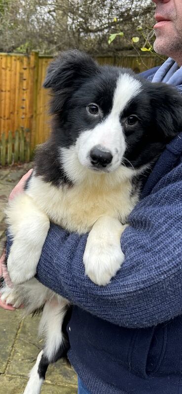 beautiful collie cross girl for sale in Swanley, Kent