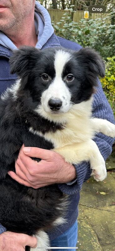 beautiful collie cross girl for sale in Swanley, Kent - Image 2