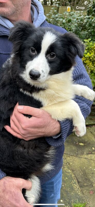 beautiful collie cross girl for sale in Swanley, Kent - Image 3