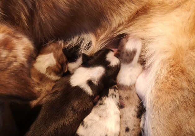 Beautiful collie puppies for sale in Thatcham, Berkshire - Image 2