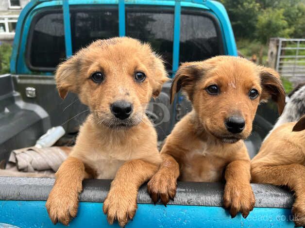 Beautiful Collie pups for Sale in Swansea