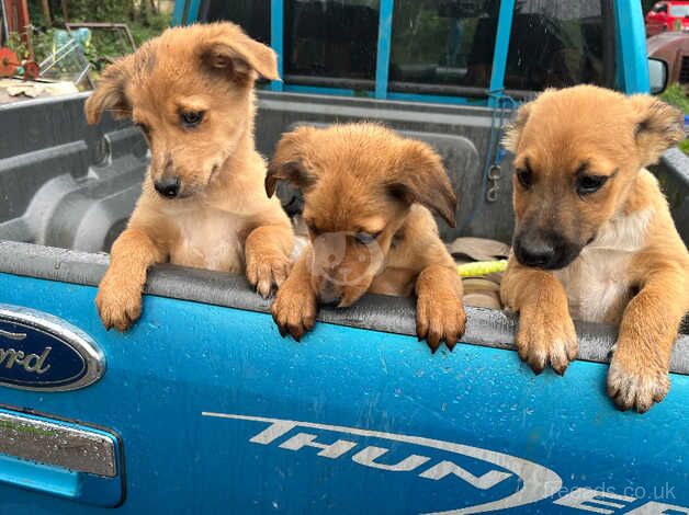 Beautiful Collie pups for Sale in Swansea - Image 3