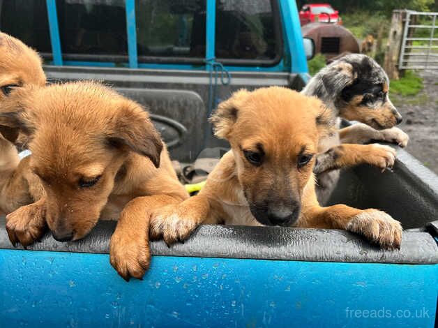 Beautiful Collie pups for Sale in Swansea - Image 4