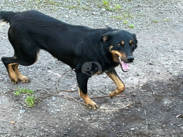 Beautiful Collie pups for Sale in Swansea - Image 5