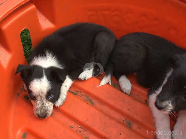 Beautiful Collie Pups for sale in Brechin, Angus