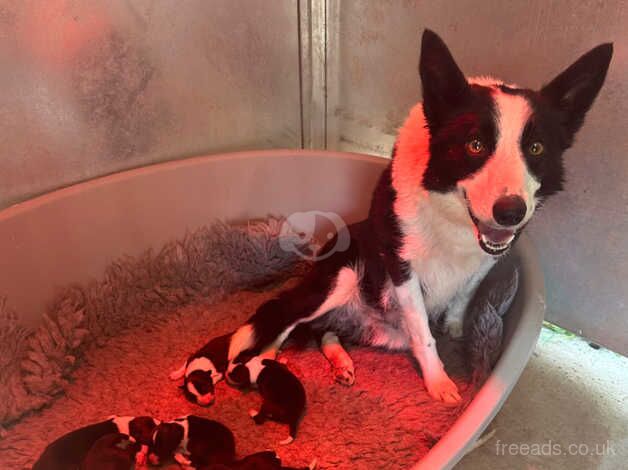 Beautiful Collie Pups for sale in Brechin, Angus - Image 2