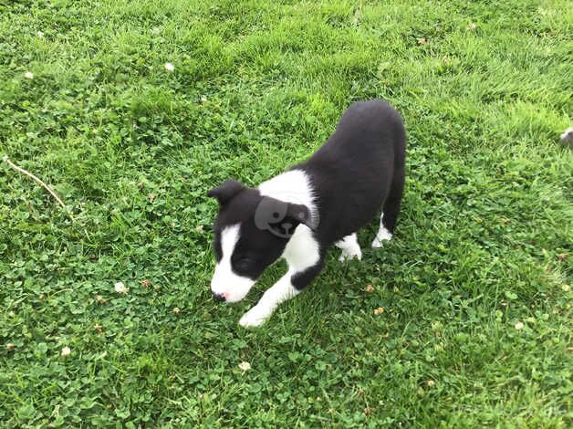 Beautiful Collie Pups for sale in Brechin, Angus - Image 3