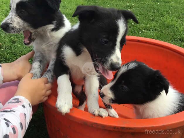 Beautiful Collie Pups for sale in Brechin, Angus - Image 4