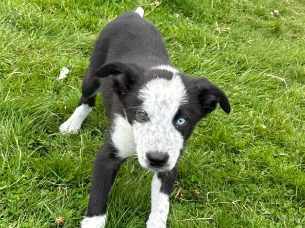 Beautiful Collie Pups for sale in Brechin, Angus - Image 5