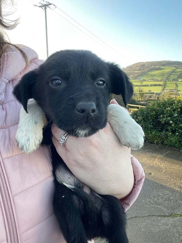 Beautiful Collie x Lab Pups for sale in Newry, County Armagh