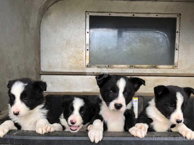 Beautiful farm raised collie pups for sale in Hexham, Northumberland