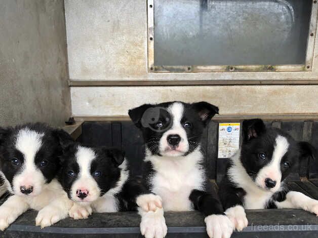 Beautiful farm raised collie pups for sale in Hexham, Northumberland - Image 2