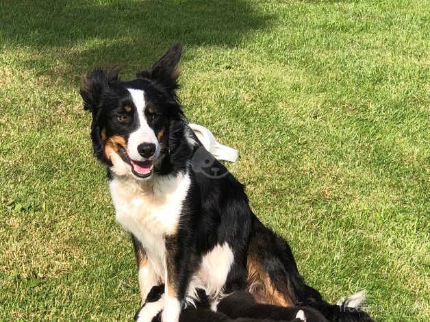 Beautiful farm raised collie pups for sale in Hexham, Northumberland - Image 3