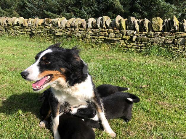 Beautiful farm raised collie pups for sale in Hexham, Northumberland - Image 4