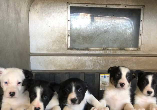 Beautiful farm raised collie pups for sale in Hexham, Northumberland