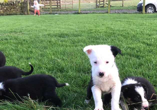 Beautiful farm raised collie pups for sale in Hexham, Northumberland - Image 2