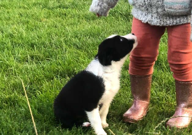 Beautiful farm raised collie pups for sale in Hexham, Northumberland - Image 3