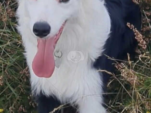 Beautiful Female Border Collie for sale in Pontypridd, Rhondda Cynon Taf - Image 1