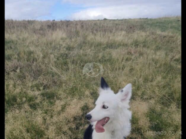 Beautiful Female Border Collie for sale in Pontypridd, Rhondda Cynon Taf - Image 2