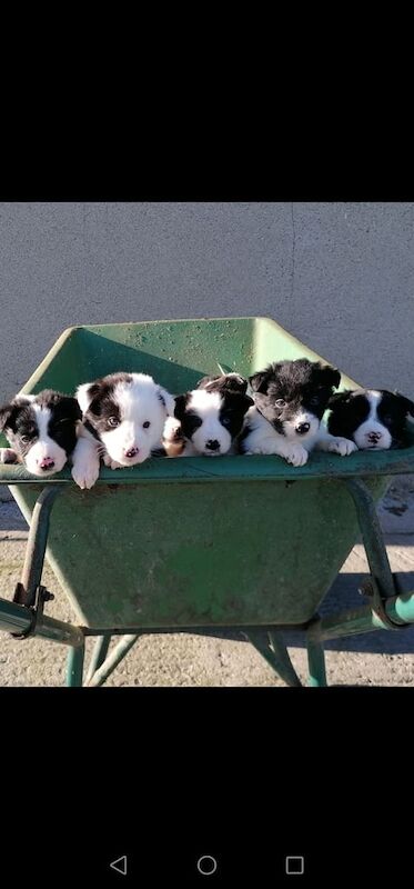 Beautiful long haired Border Collies for sale in Castlewellan, County Down