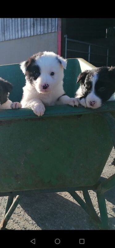 Beautiful long haired Border Collies for sale in Castlewellan, County Down - Image 2