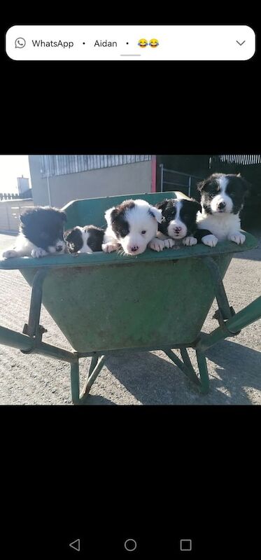 Beautiful long haired Border Collies for sale in Castlewellan, County Down - Image 3